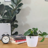 Philodendron Heart Leaf Green, with 5.5 Inches White Decor Pot.